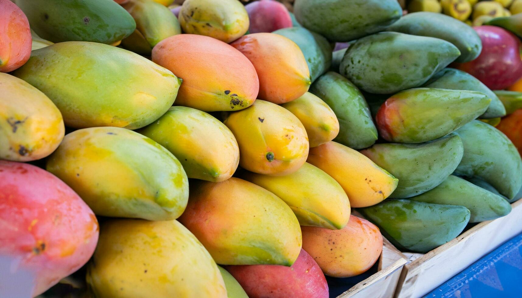 Mango fruit hanging on a tree with a rustic wooden table photo