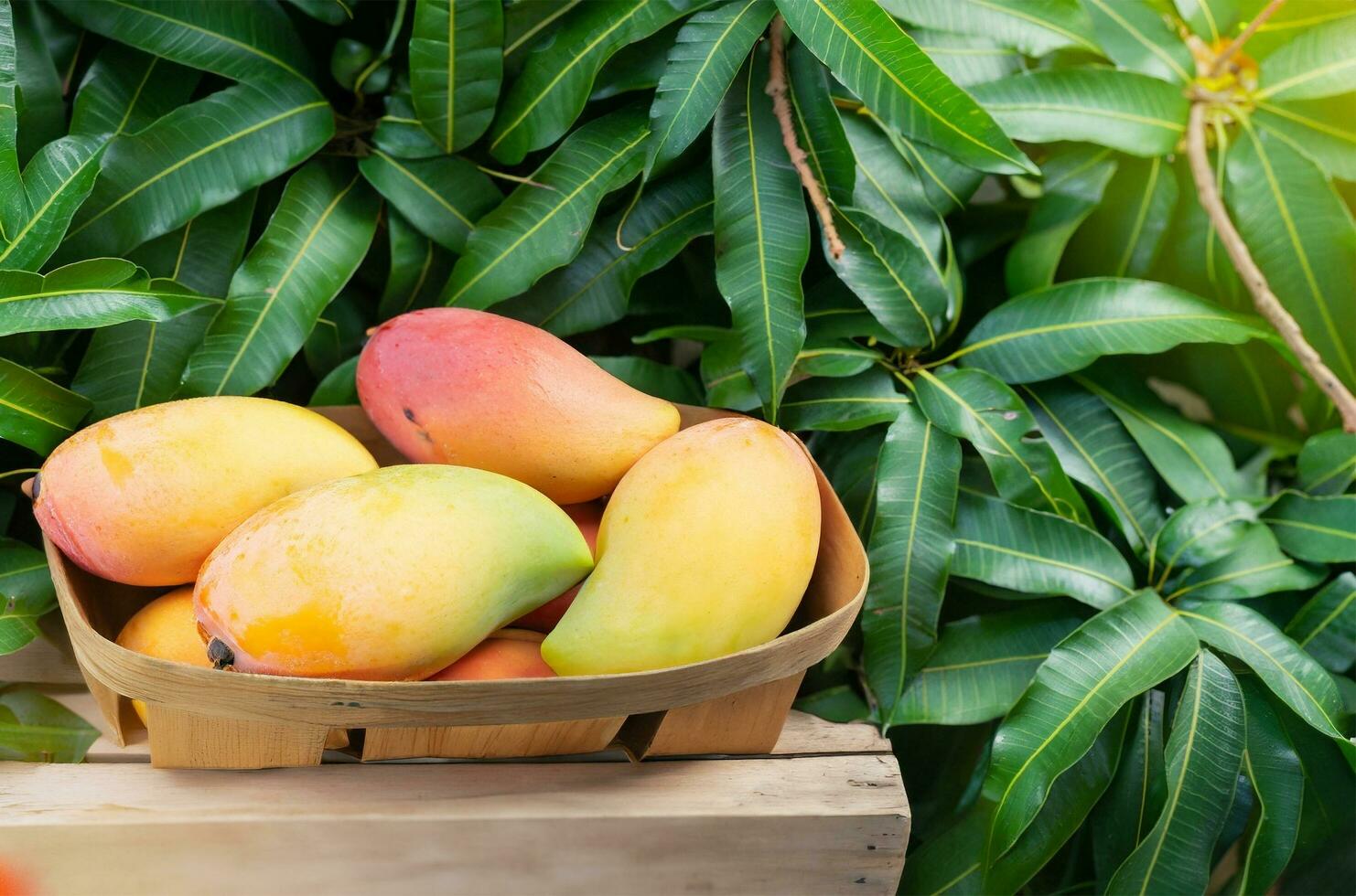 mango Fruta colgando en un árbol con un rústico de madera mesa foto