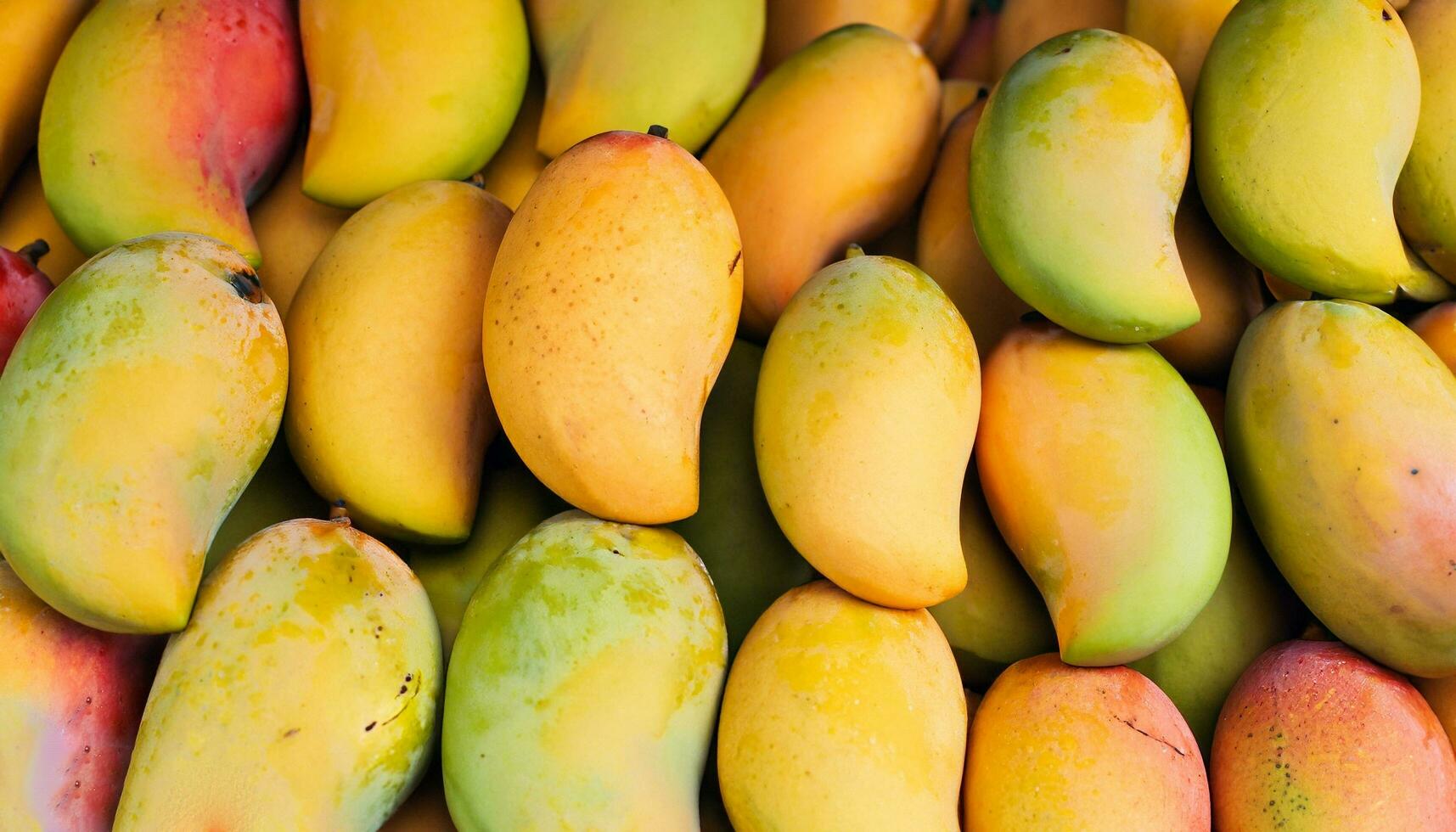 Mango fruit hanging on a tree with a rustic wooden table photo