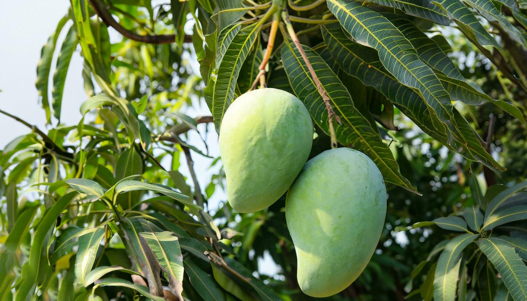 Mango fruit hanging on a tree with a rustic wooden table photo