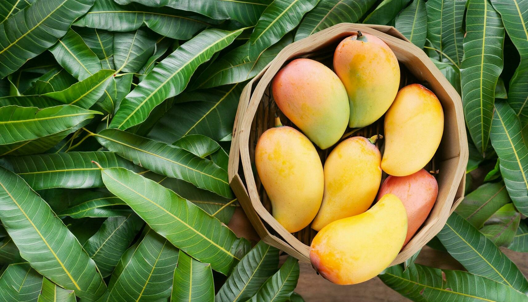Mango fruit hanging on a tree with a rustic wooden table photo