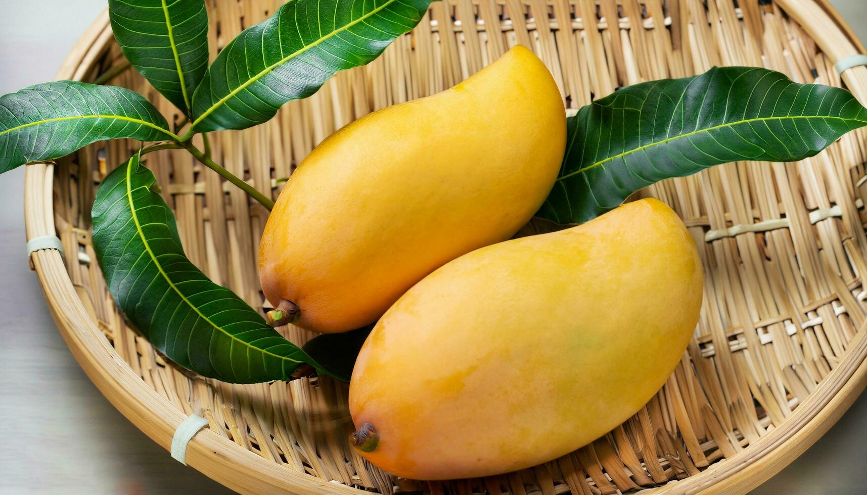 Mango fruit hanging on a tree with a rustic wooden table photo