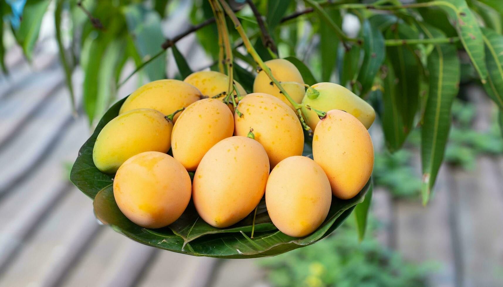 Mango fruit hanging on a tree with a rustic wooden table photo