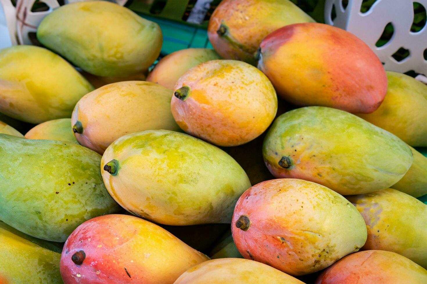 Mango fruit hanging on a tree with a rustic wooden table photo