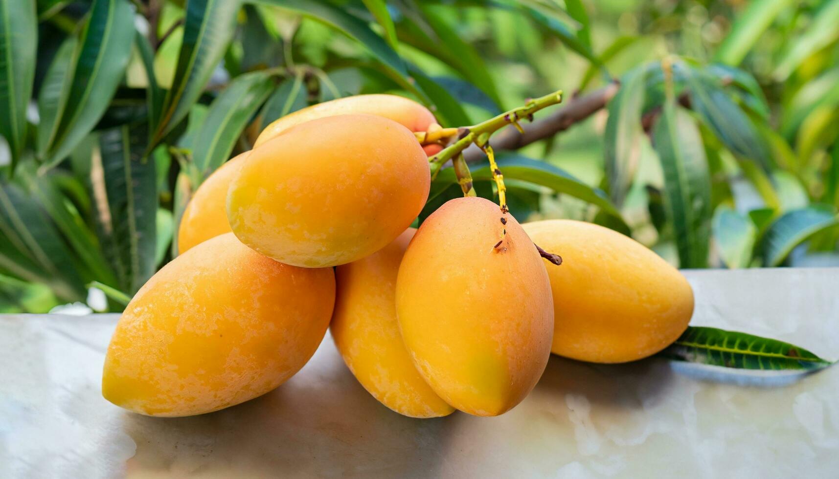 Mango fruit hanging on a tree with a rustic wooden table photo