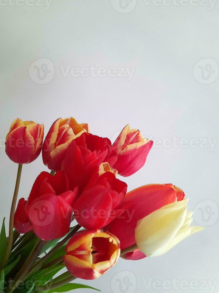 Tulips. Spring tulips on a light background. Background for a greeting card photo