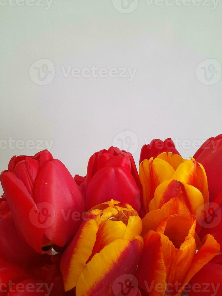 tulipanes primavera tulipanes en un ligero antecedentes. antecedentes para un saludo tarjeta foto