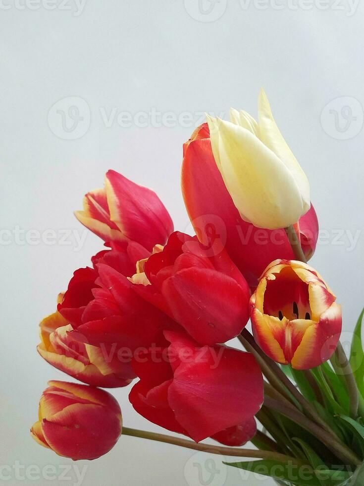 tulipanes primavera tulipanes en un ligero antecedentes. antecedentes para un saludo tarjeta foto