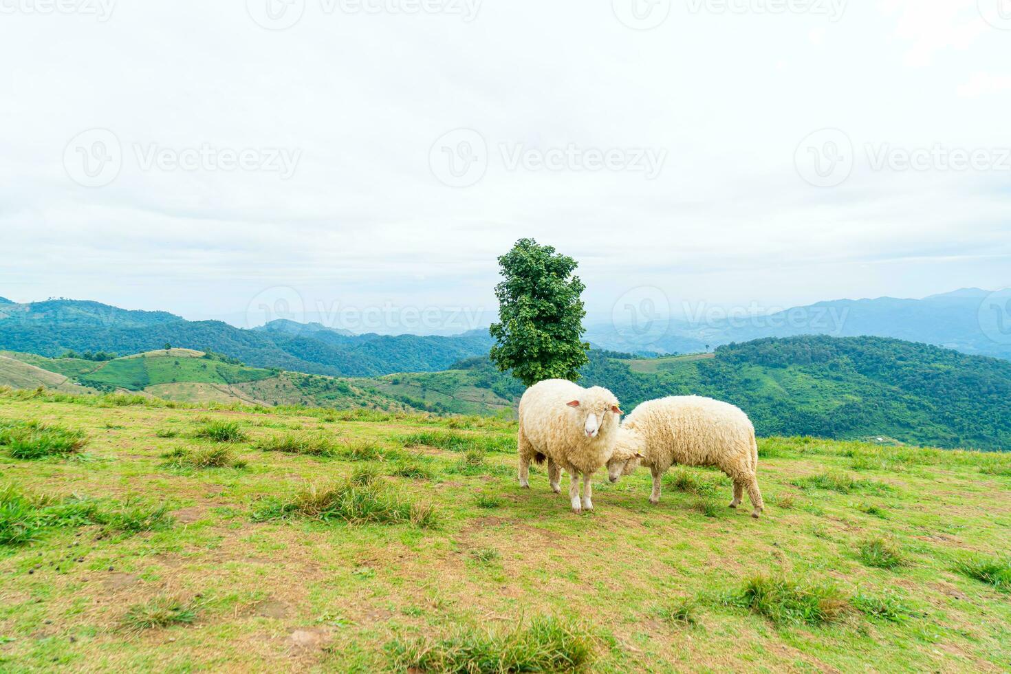 white sheep on mountain hill photo