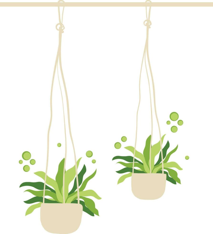 houseplants in macrame hangers isolated icon vector illustration design