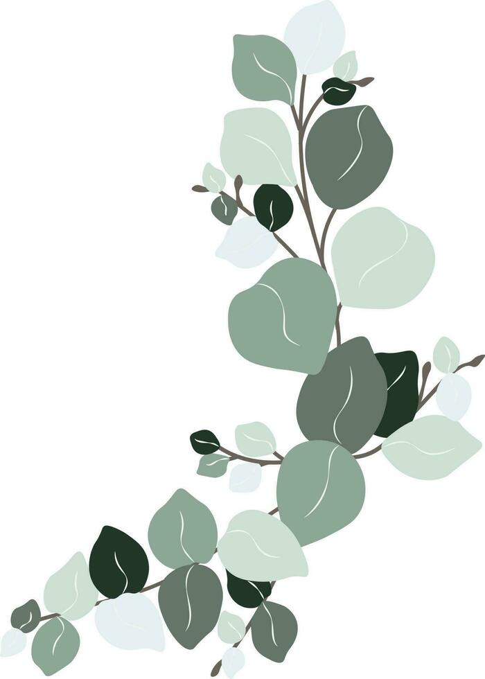 Eucalyptus leaf hand drawn vector