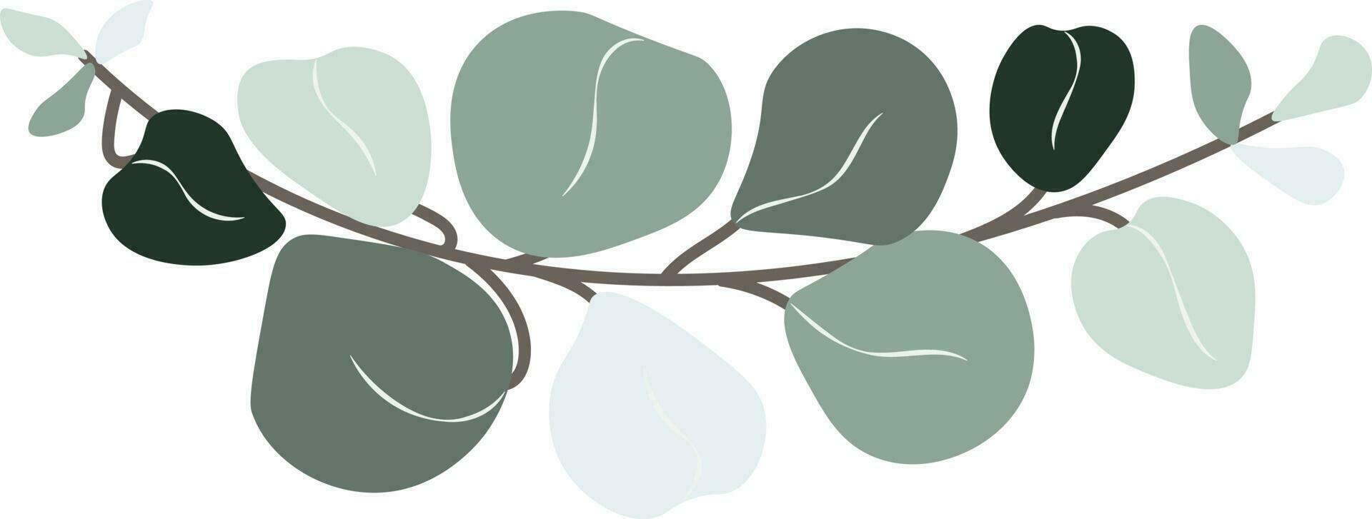 Eucalyptus leaf hand drawn vector