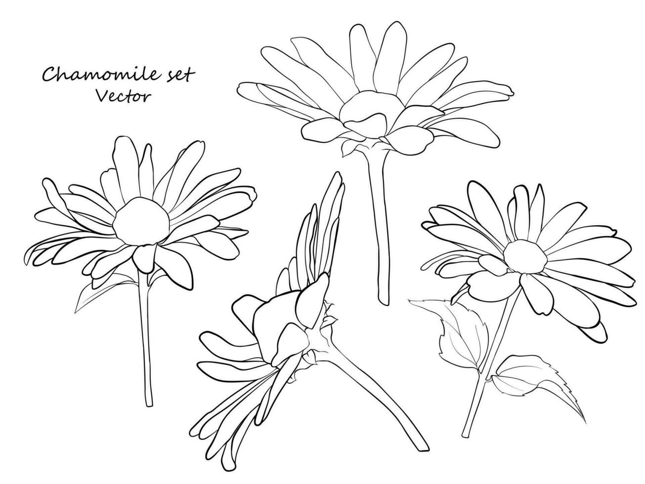 Floral contour set of daisies. A set for drawing up flower arrangements for decoration, design of postcards, textiles, paper, prints, fabrics, etc. Vector graphics.