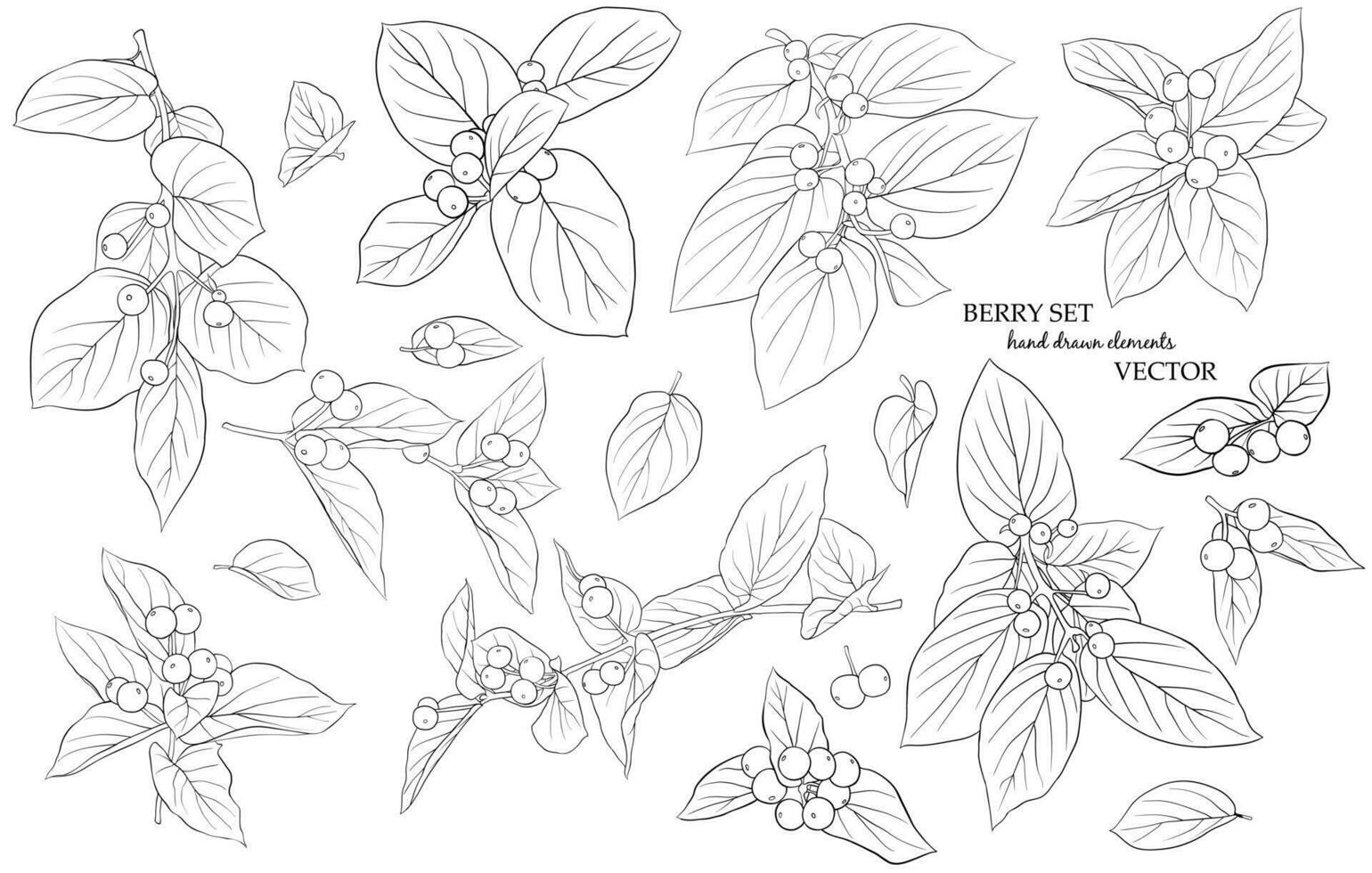 Set of twigs, leaves and berries. Hand-drawn graphics in black and white style. A sketch for drawing. Vector graphics