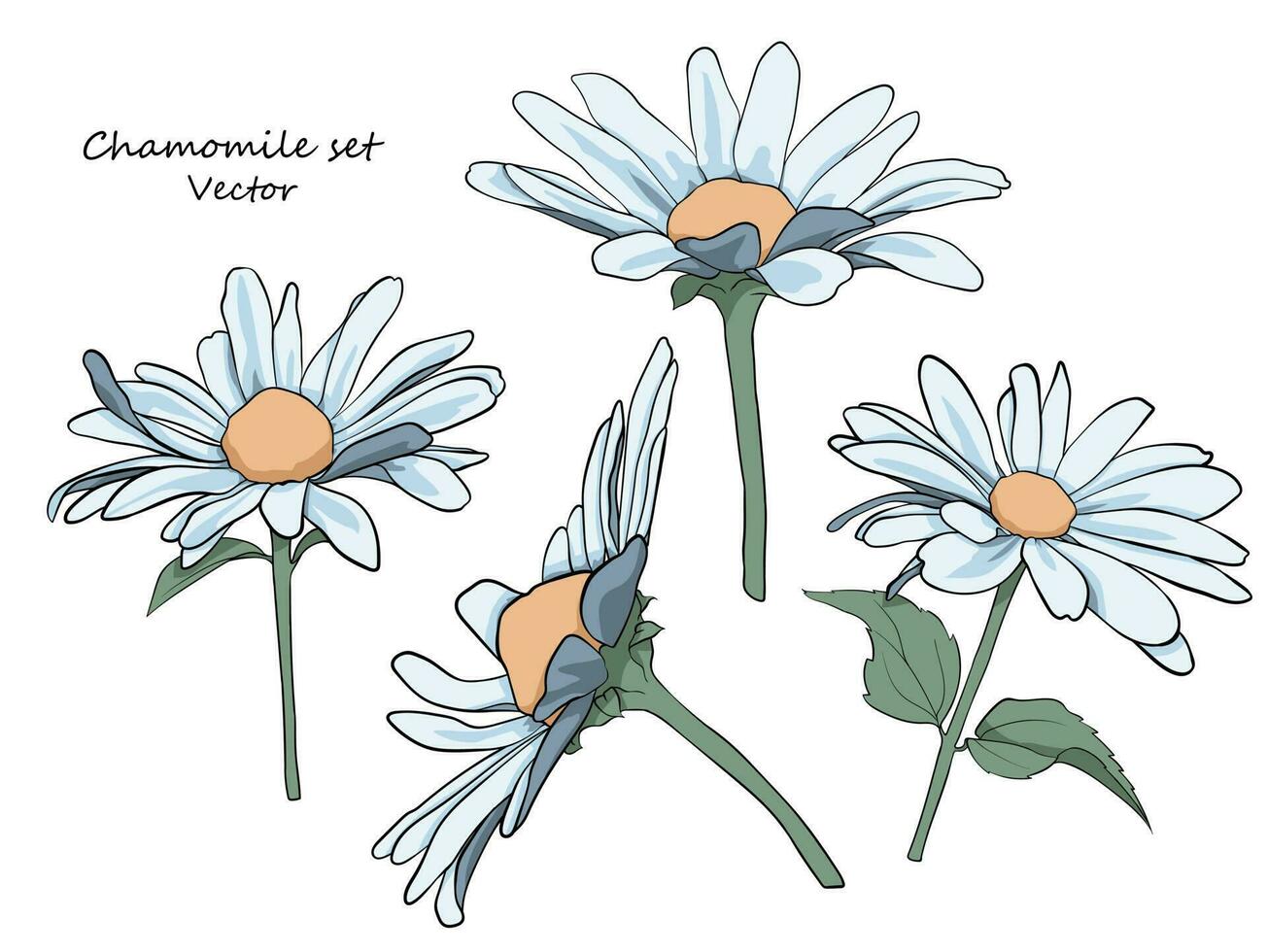 Floral set of daisies. A set for drawing up flower arrangements for decoration, design of postcards, textiles, paper, prints, fabrics, etc. Vector graphics.