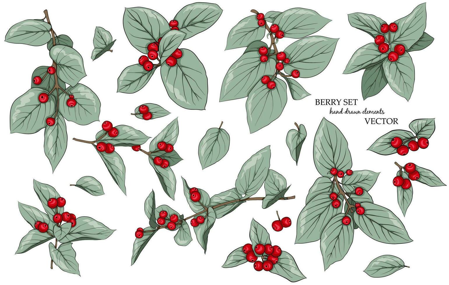 Berry set of twigs and red berries. Drawn elements for decoration, design, decoration, fabrics, textiles, stickers and more. vector