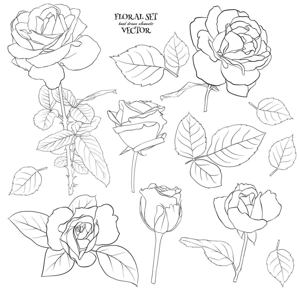 Floral set of delicate roses with leaves. A set of contour drawings for drawing up flower compositions for decoration, design of cards, textile, paper, prints, fabric, etc. Vector graphics.