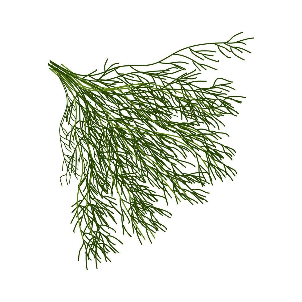 Fresh herbs and spices on white background. vector