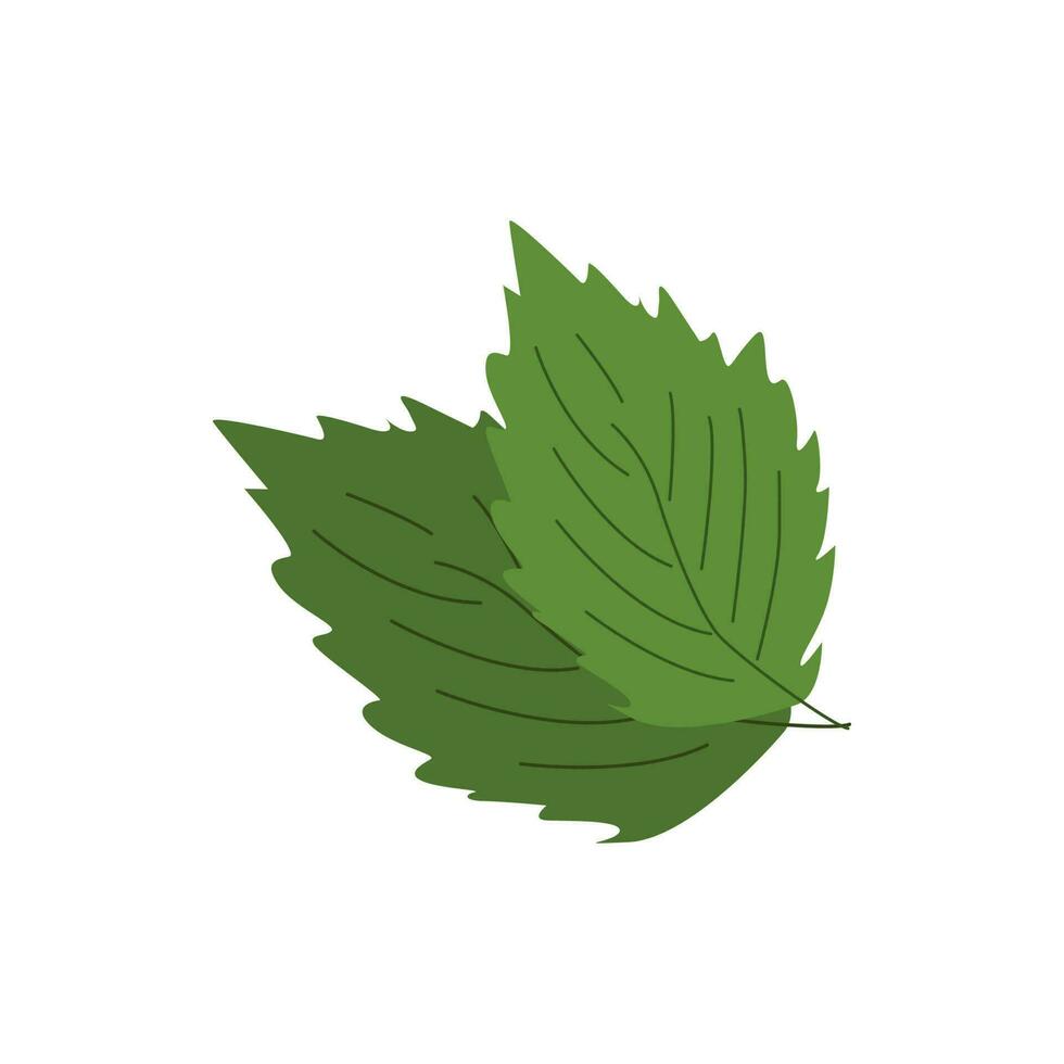 Fresh herbs and spices on white background. vector