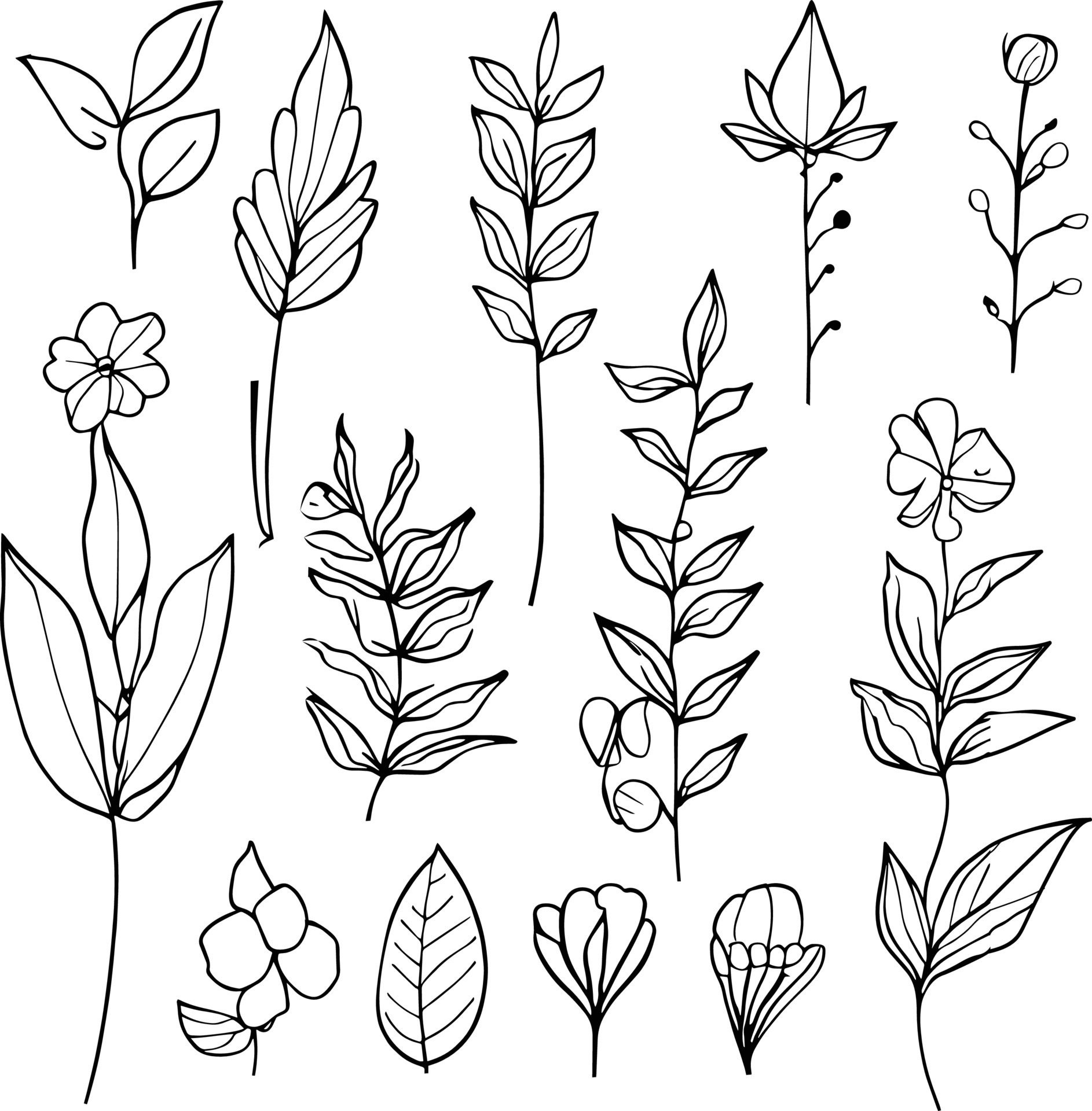 Summer Flowers Leaves Bouquet Isolated White Background Doodle Ink Sketch  Stock Vector by ©Angry_red_cat 208658620