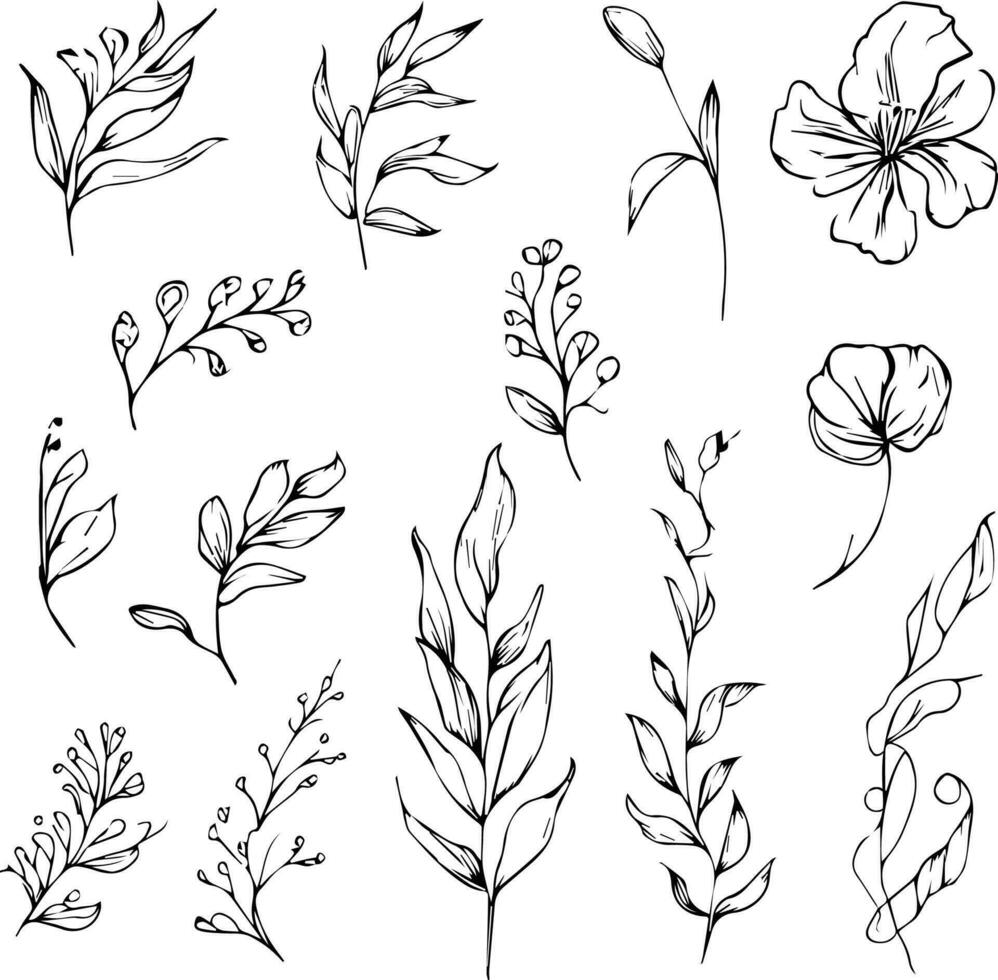 botanical drawings, botanical drawings of flowers, botanical drawings of wildflowers, aesthetic wildflower drawings, aesthetic wildflower drawings, botanical leaf clipart,  botanical illustration. vector