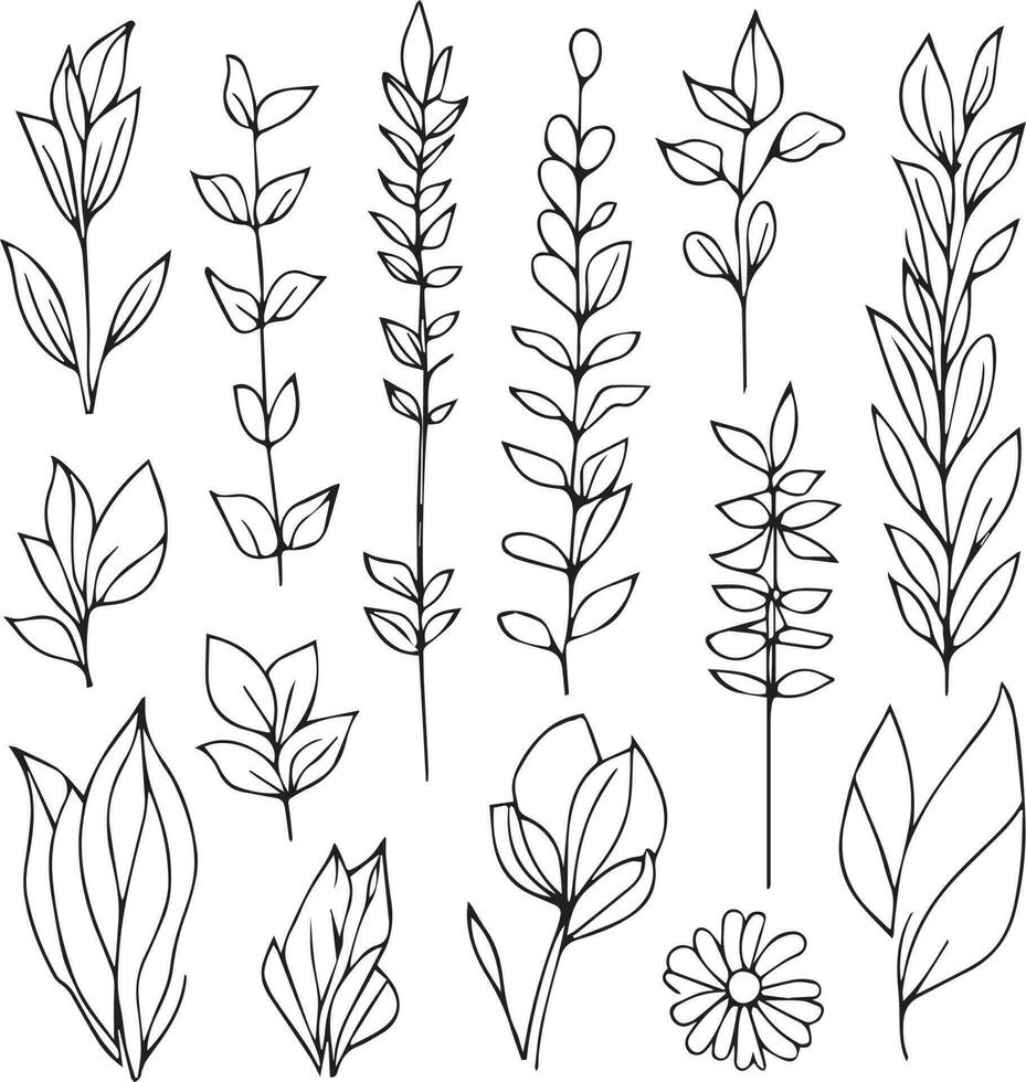 botanical illustration black and white, botanical line drawing leaves, botanical line art. wildflower botanical line art, vintage botanical line drawing, botanical illustration botanical line drawing. vector
