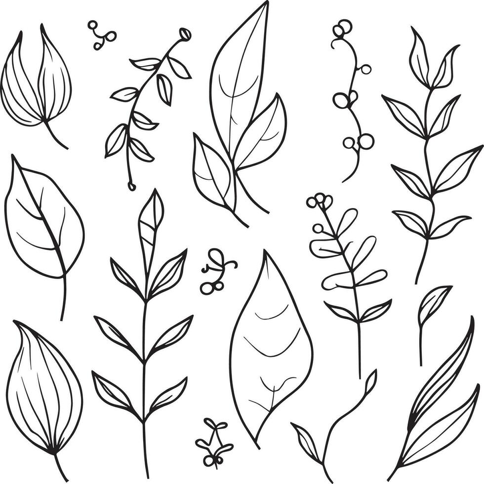 botanical leaf clipart,  botanical illustration, vintage botanical illustrations, scientific botanical illustration, pencil botanical drawings, botanical leaf vector, botanical leaf line art. vector