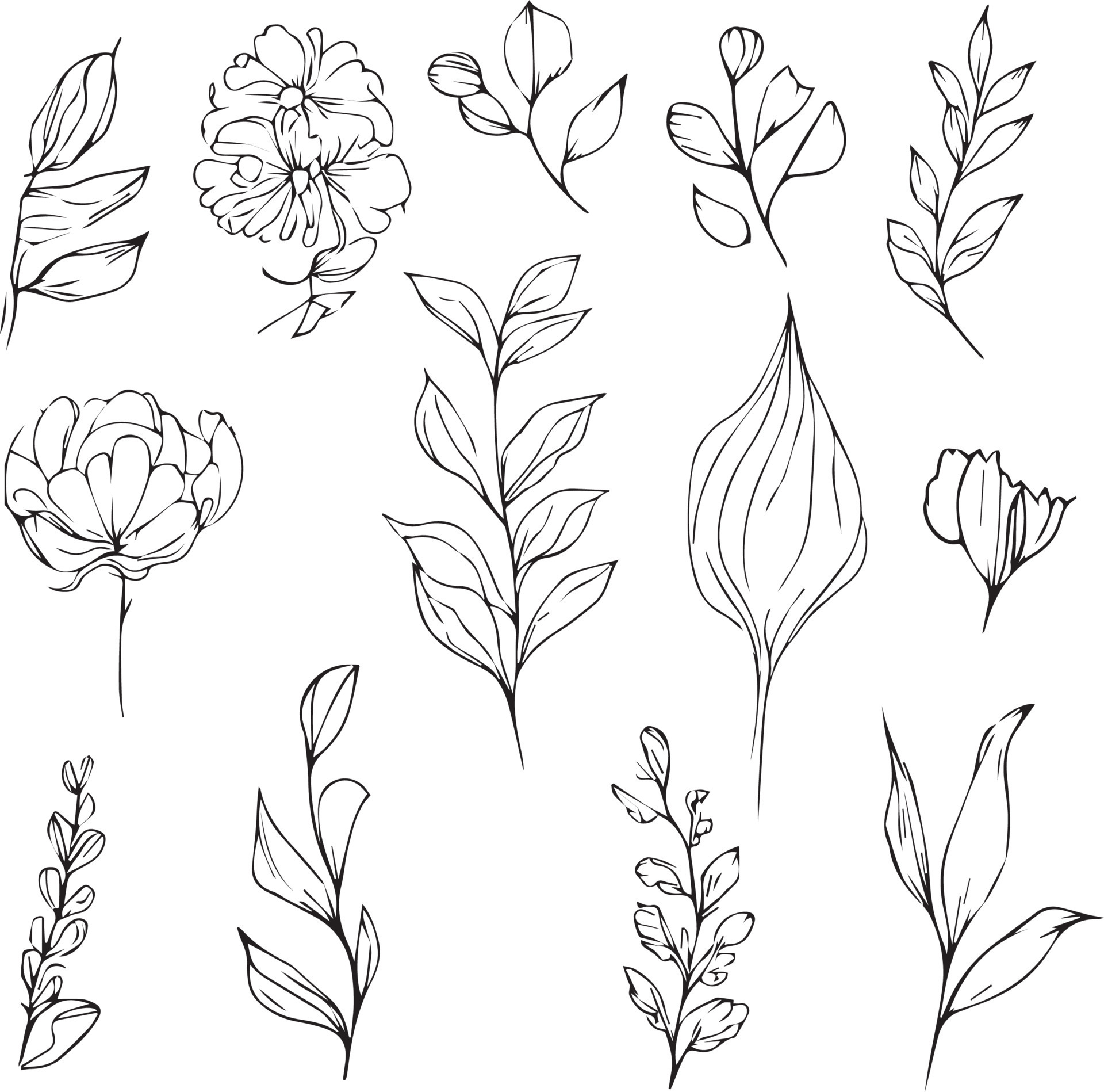scientific botanical illustration, pencil botanical drawings, botanical