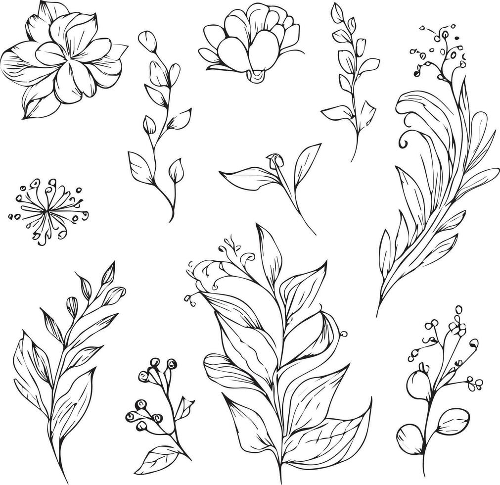 botanical drawings, botanical drawings of flowers, botanical drawings of wildflowers, aesthetic wildflower drawings, aesthetic wildflower drawings, botanical leaf clipart,  botanical illustration. vector