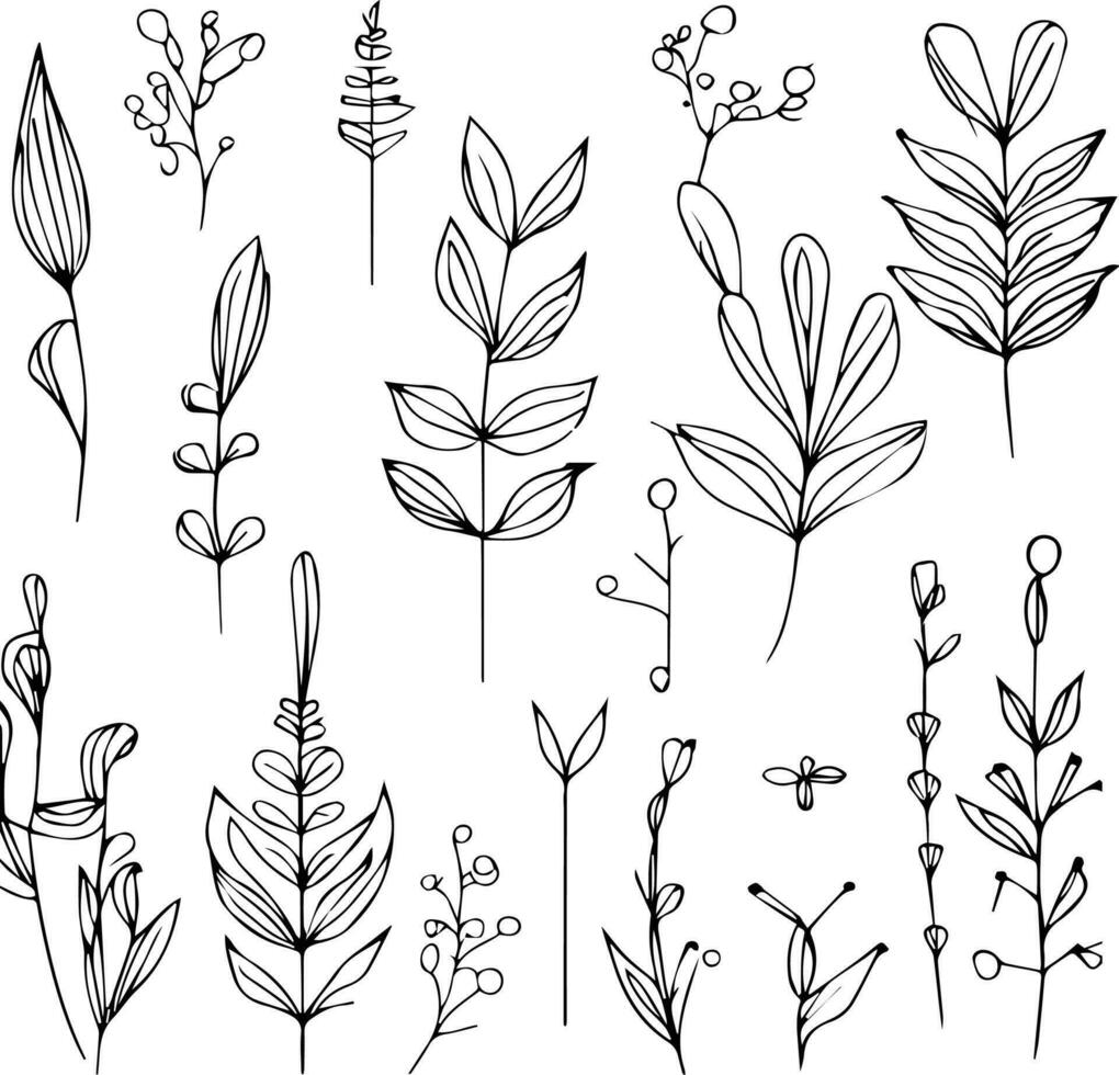 simple botanical line drawing, simple botanical flower drawings, easy