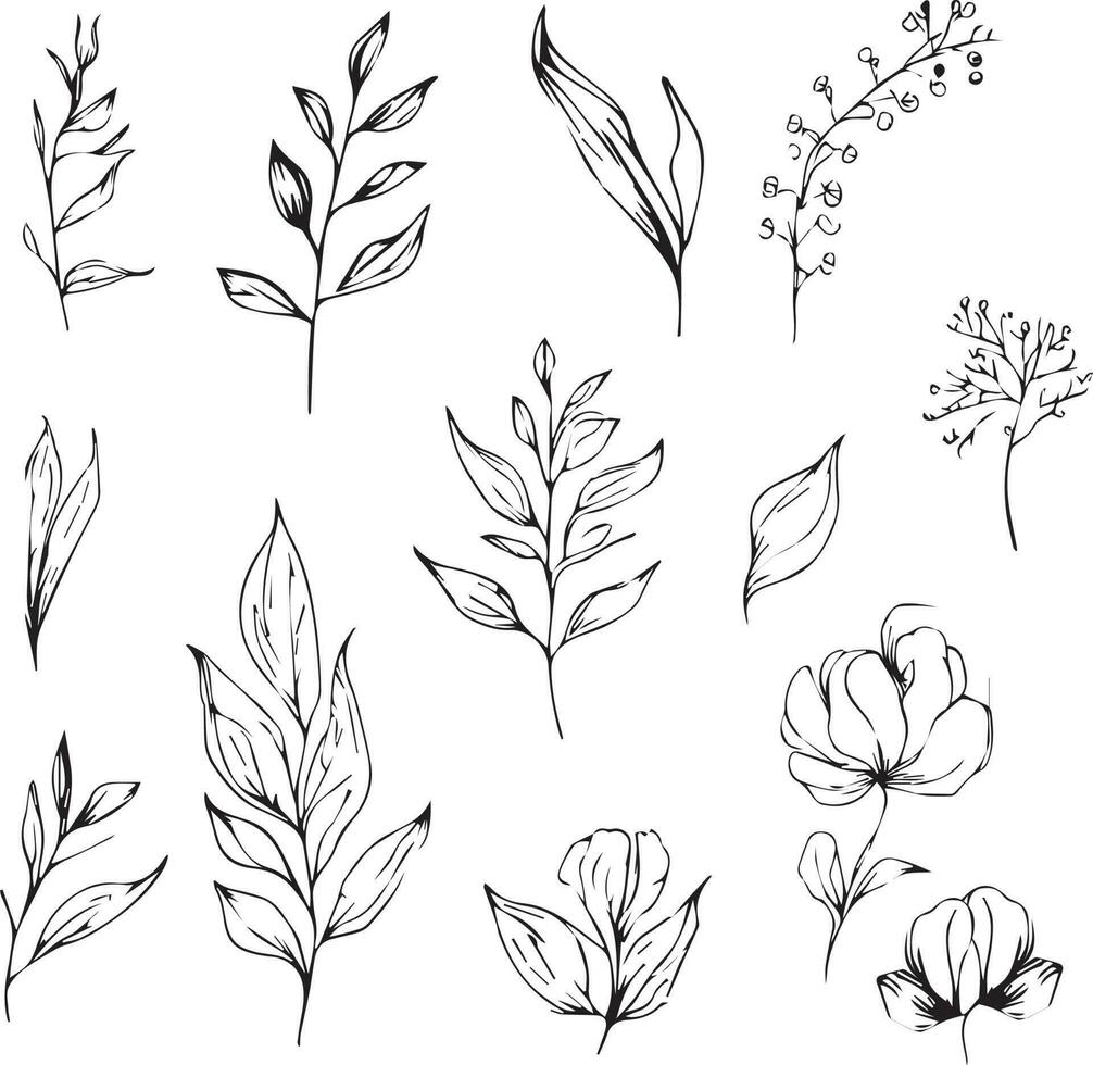 botanical drawings, botanical drawings of flowers, botanical drawings of wildflowers, aesthetic wildflower drawings, aesthetic wildflower drawings, botanical leaf clipart,  botanical illustration. vector