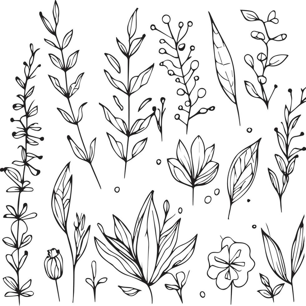 Botanical element, botanical line drawing, vintage botanical coloring pages, botanical elements, botanical flower illustration, botanical illustration black and white, botanical line drawing leaves, vector