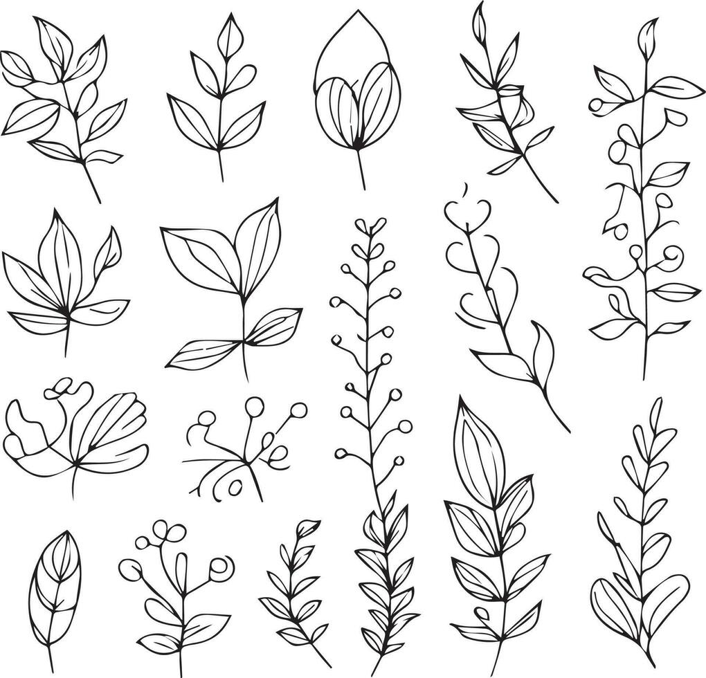 scientific botanical illustration, pencil botanical drawings, botanical leaf vector, botanical leaf line art, leaf line art, leaf drawings, sketch leaf drawing, art leaf design vector