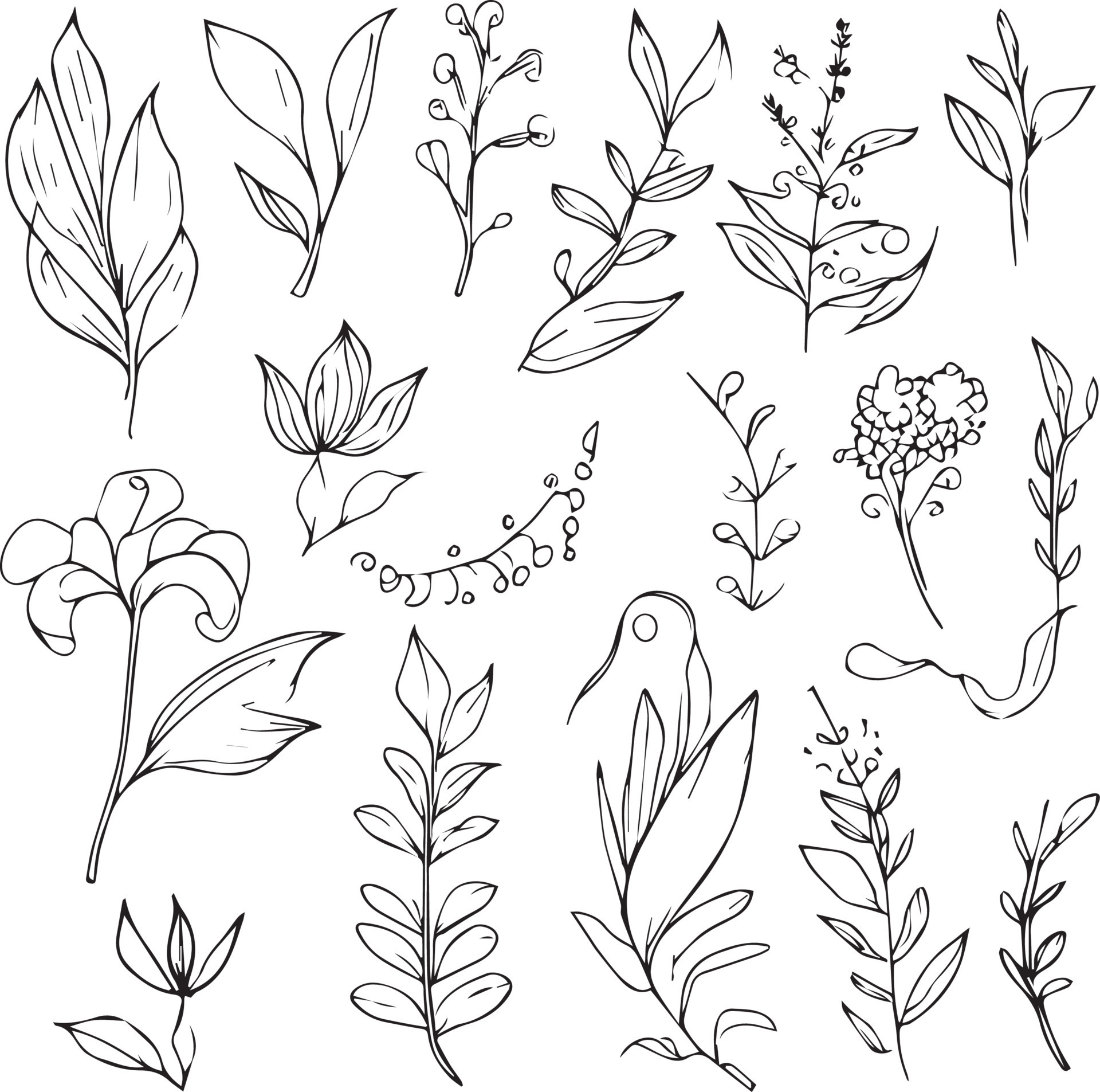 simple botanical line drawing, simple botanical flower drawings, easy