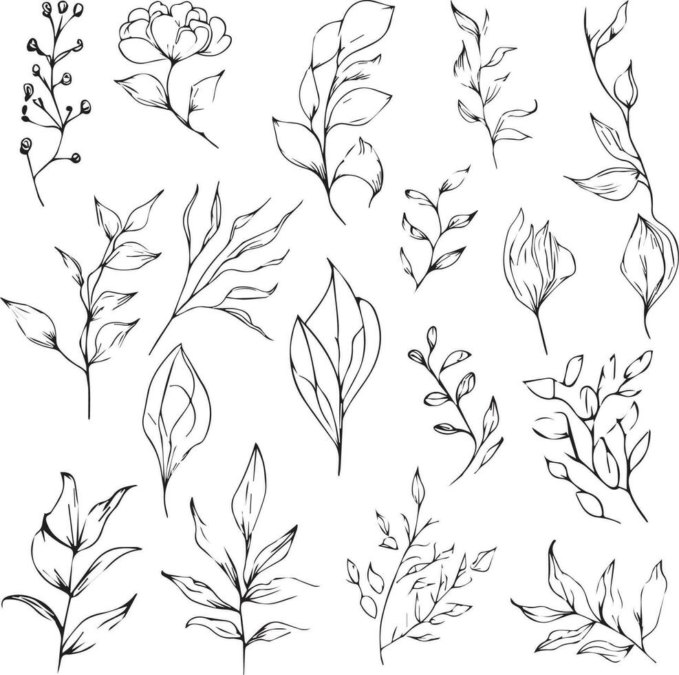 Botanical element, botanical line drawing, vintage botanical coloring pages, botanical elements, botanical flower illustration, botanical illustration black and white, vector