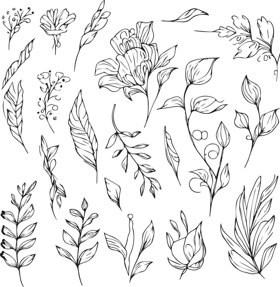 Set of vector hand-drawn botanical leaf, botanical line drawng,  wildflower botanical line art,leafs vector art, Pencil realistic wild flower drawing, ink sketch isolated on white background,