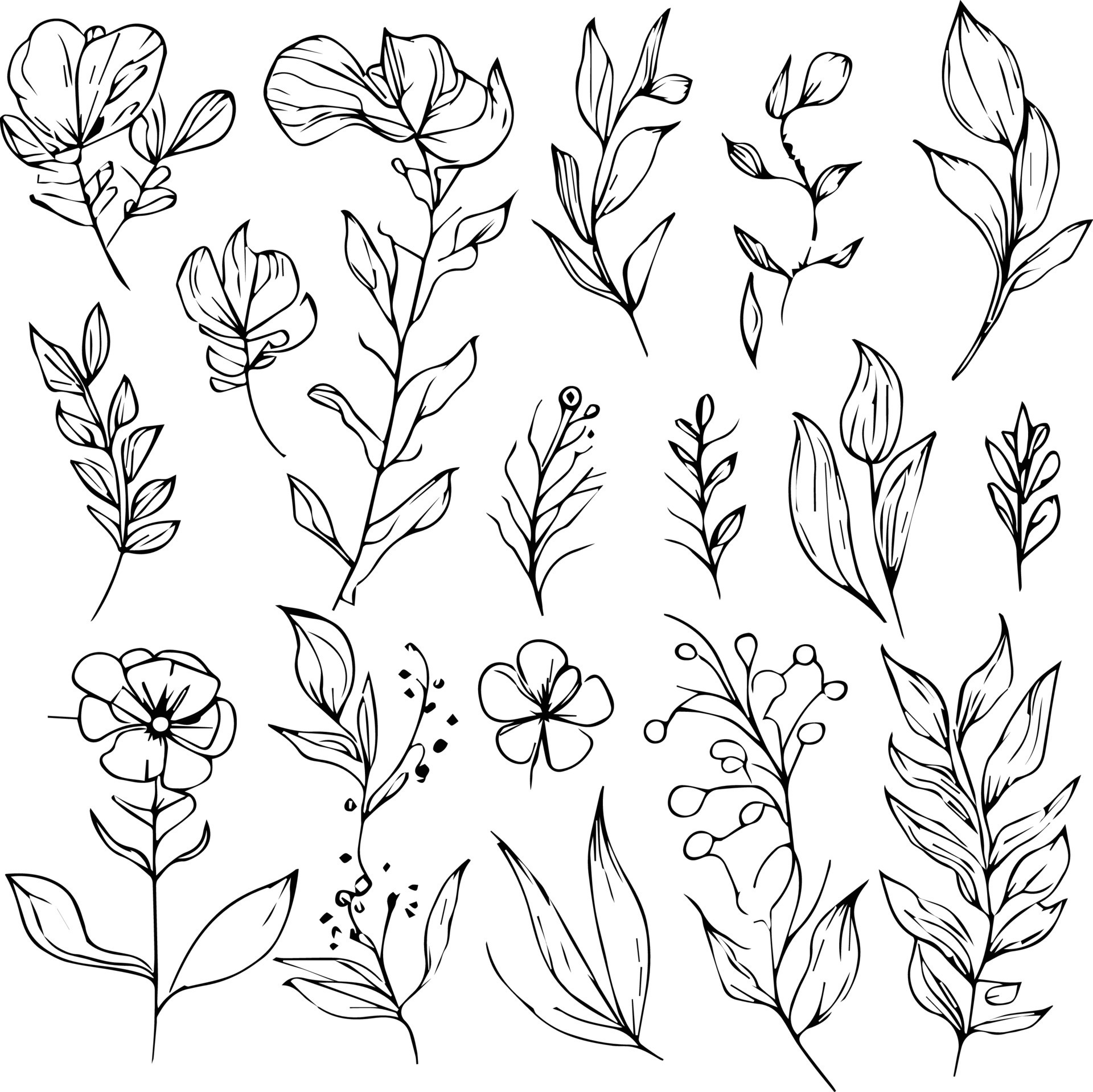 botanical line drawing leaves, botanical line art. wildflower botanical