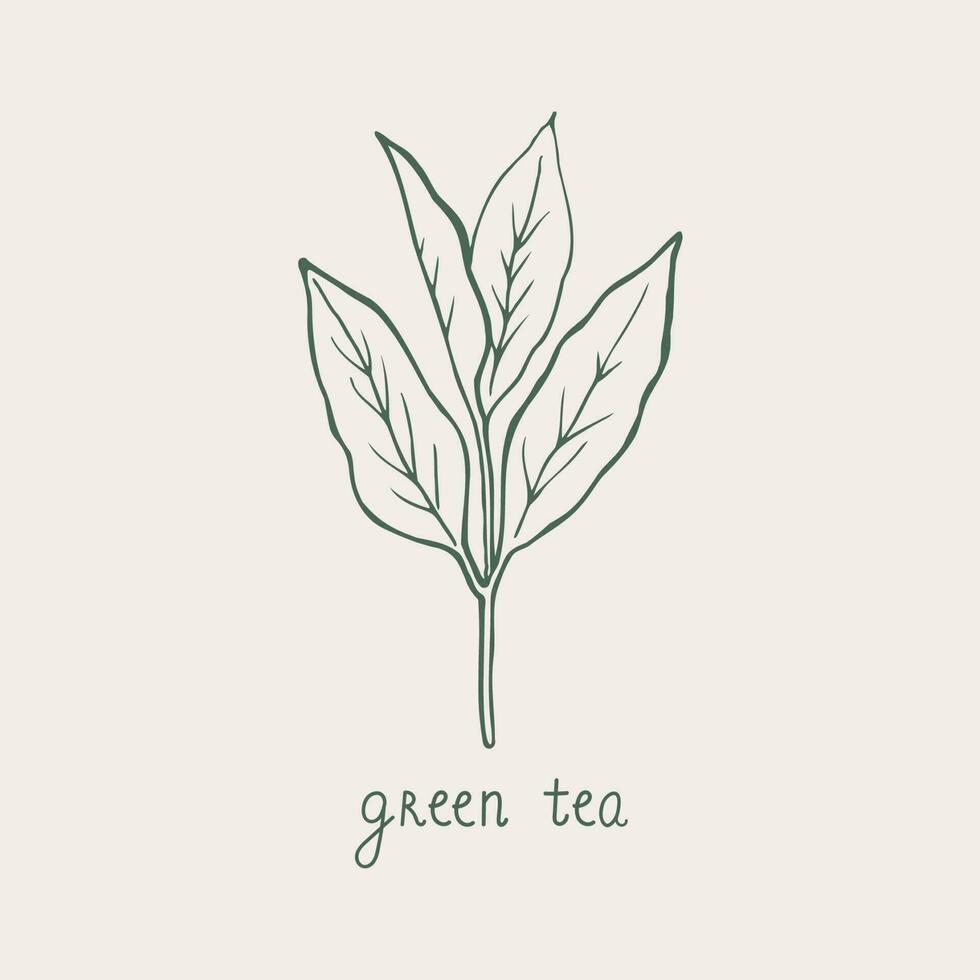 verde té. mano dibujado té hoja y escrito texto. bosquejo estilo. alimento, biografía, beber. naturaleza línea símbolo.para plantilla, tarjeta, logo, póster, etiqueta, imprimir, diseño elemento. vector Arte ilustración.