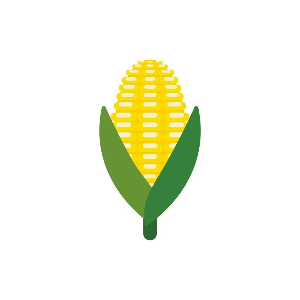 corn flat design vector illustration isolated on white background. organic logo vector organic agriculture corning field corncob ear farm