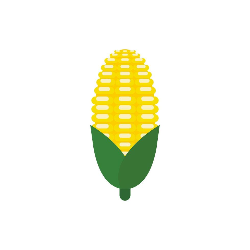 corn flat design vector illustration isolated on white background. organic logo vector organic agriculture corning field corncob ear farm