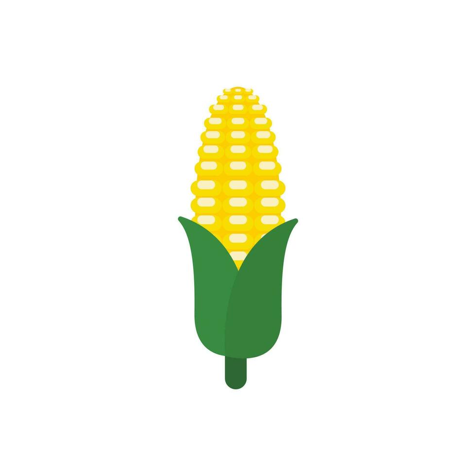 corn flat design vector illustration isolated on white background. organic logo vector organic agriculture corning field corncob ear farm