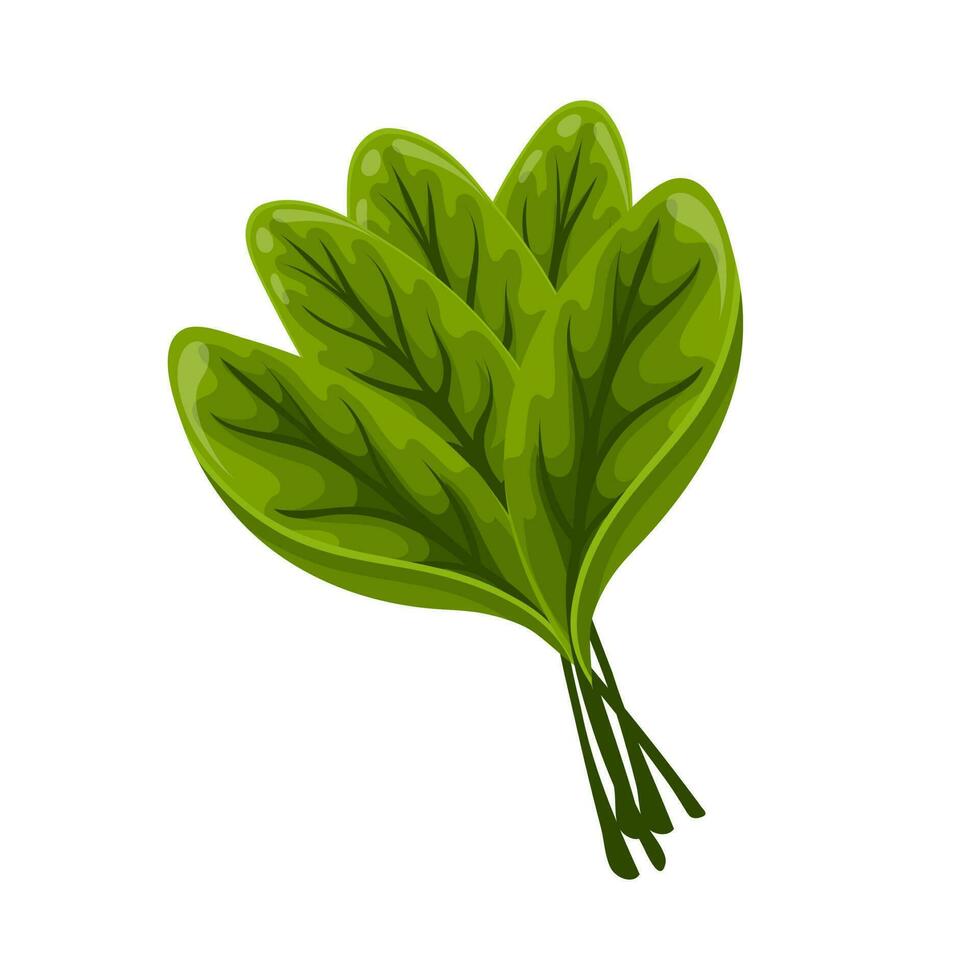 Fresh green leaves of sorrel on a white background, food. Botanical illustration. Vector