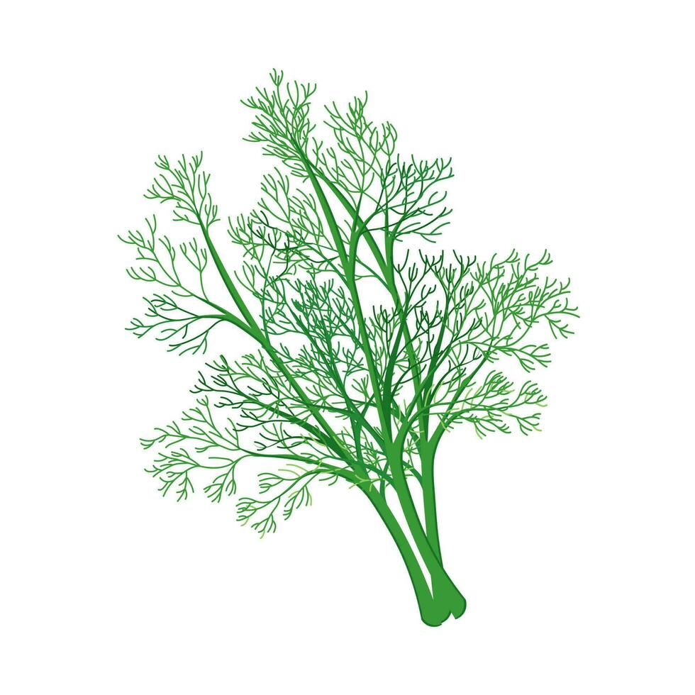 Fresh green branches of dill on a white background, food. Botanical illustration. Vector