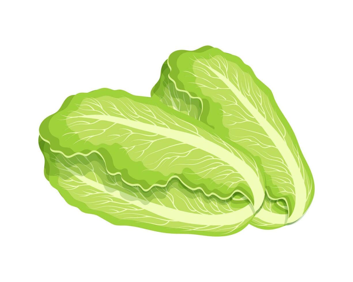 Fresh green chinese cabbage, bok choy, petsai or lettuce, food. Botanical illustration. Vector