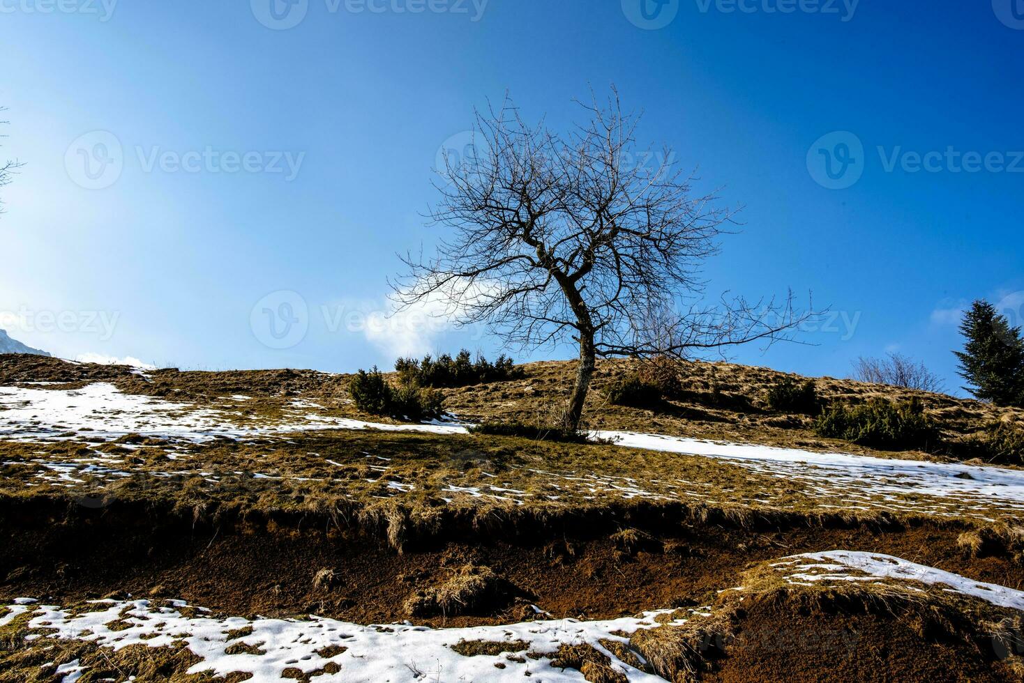 2023 03 04 Recoaro lonely tree photo