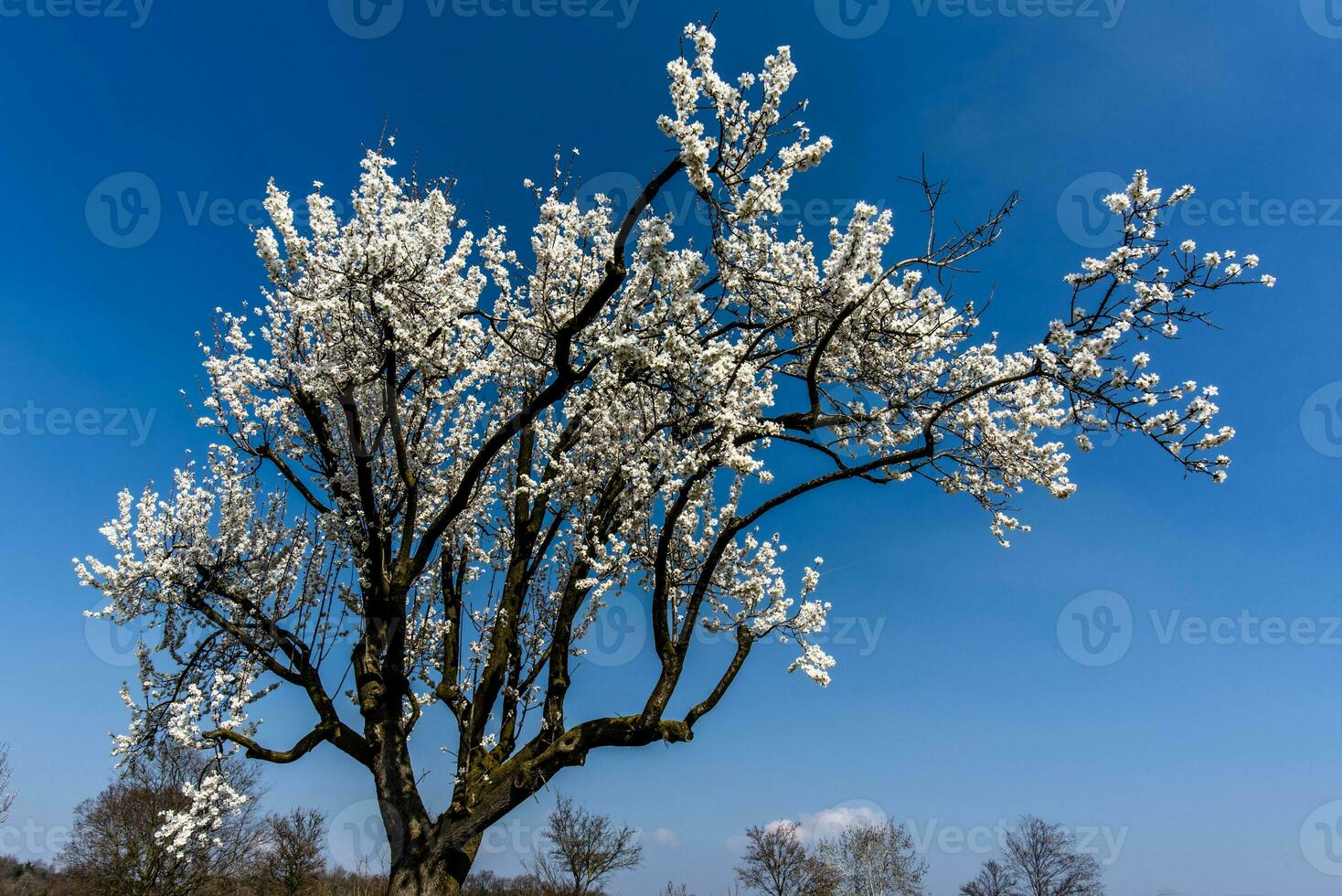 2023 03 05 Lonigo flowering tree 1 photo