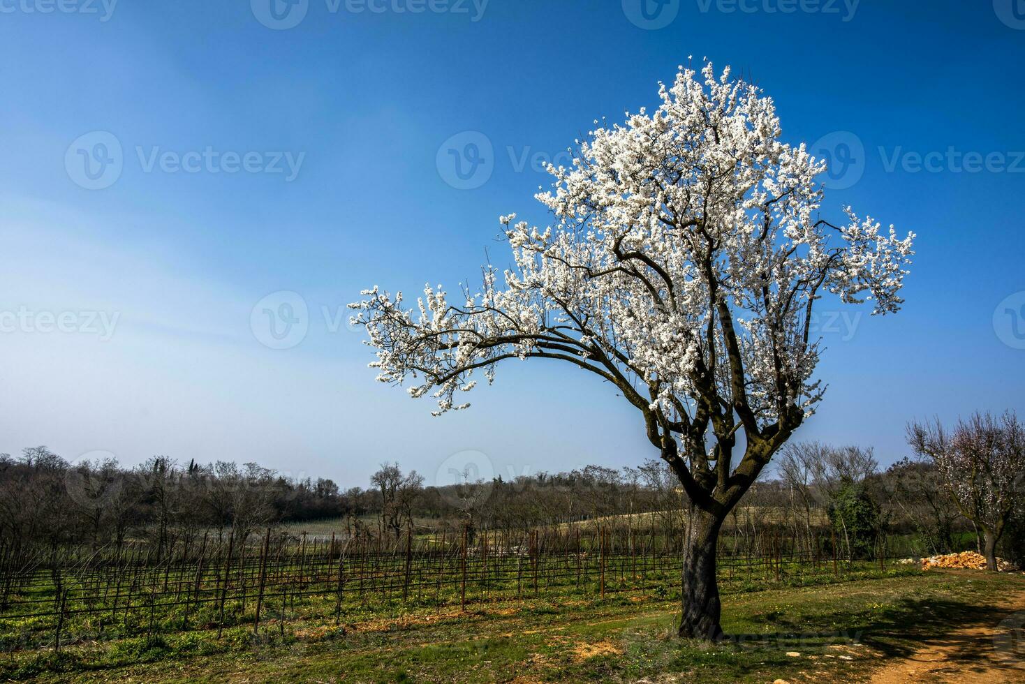 2023 03 05 Lonigo flowering tree 2 photo