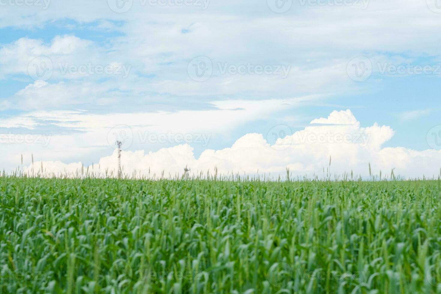 Green fields of wheat on the horizon of the sky, against the background of air clouds photo