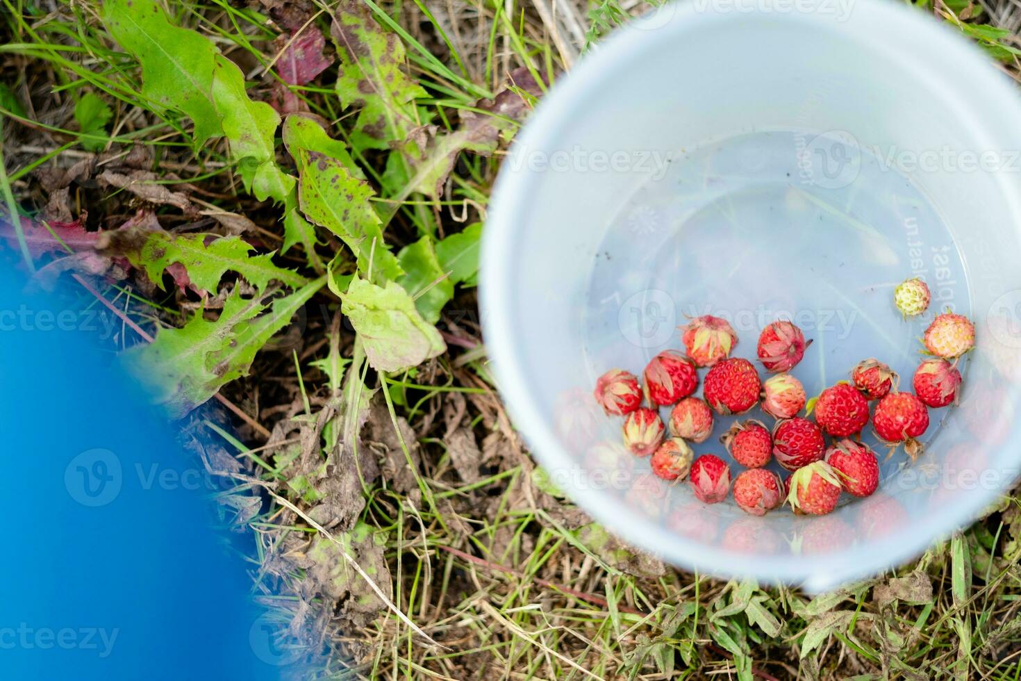 harvest of wild strawberries in a bucket top view. Useful and natural berry grows in the forest photo