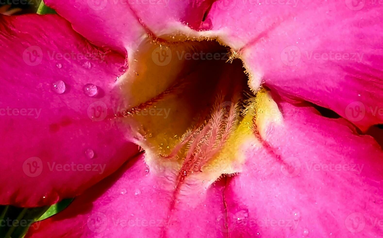 hermosa cerca arriba de rosado flor rosado allamanda o allamanda blanchetii un corriente continua, o apocynaceae o kembang sepatu foto